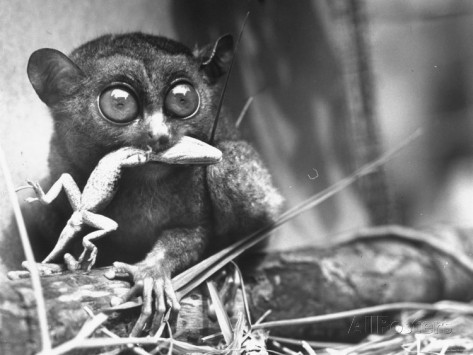 sam-shere-tarsiers-an-animal-native-to-indonesia-and-philippines-eating-a-lizard-alive